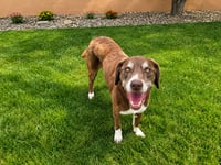 Rusty - Photo 3
