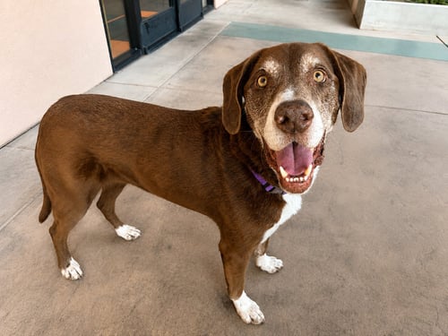 RUSTY - Labrador Retriever for adoption in Fresno