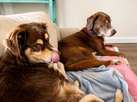 Rusty - Photo 4