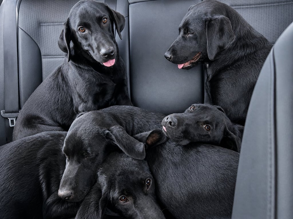 Archie, Dawson, Huxley & Bowen Image