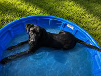 Archie, Dawson, Huxley & Bowen - Photo 4