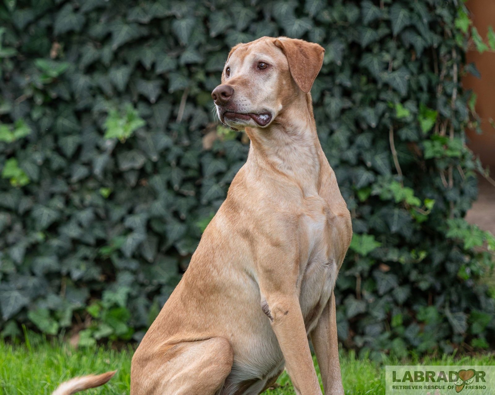KUIA <3 - Labrador Retriever / Vizsla available for adoption