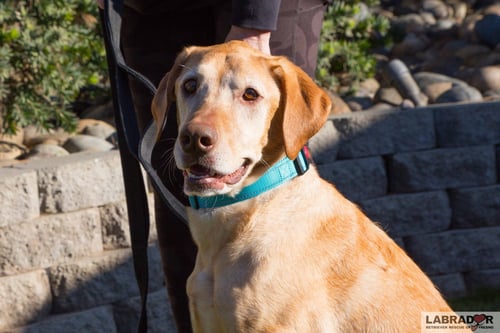 KUIA <3 - Labrador Retriever / Vizsla for adoption in Fresno