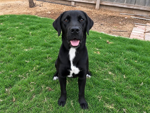 FREYA - Labrador Retriever available for adoption