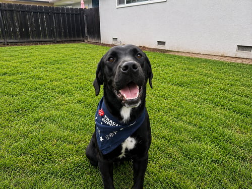FREYA - Labrador Retriever available for adoption
