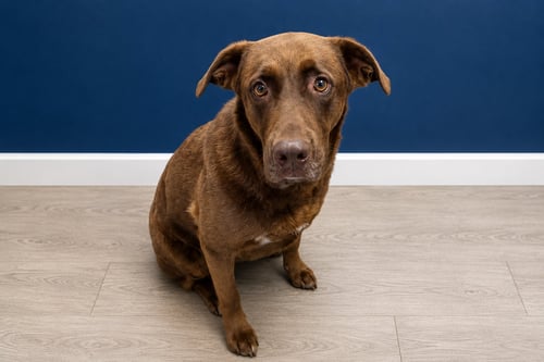 MS. MOON PIE - Labrador Retriever available for adoption