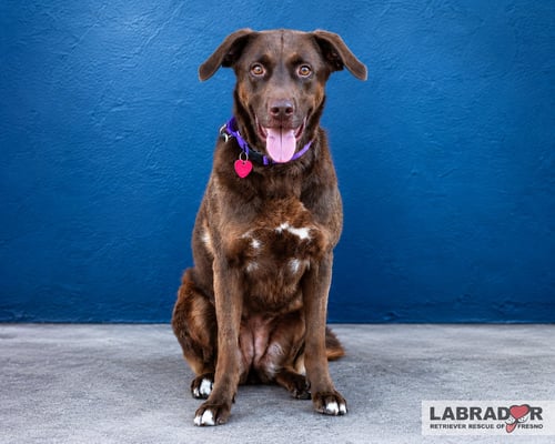 MS. MOON PIE - Labrador Retriever for adoption in Fresno