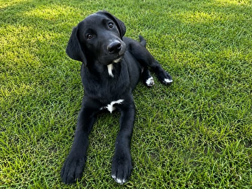 LEGEND, PRINCE & USHER - Labrador Retriever available for adoption
