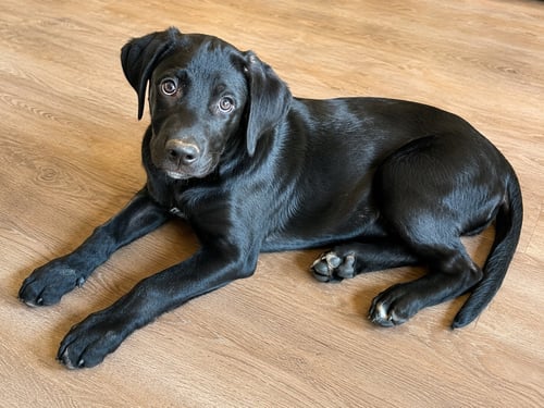 LEGEND, PRINCE & USHER - Labrador Retriever for adoption in Fresno