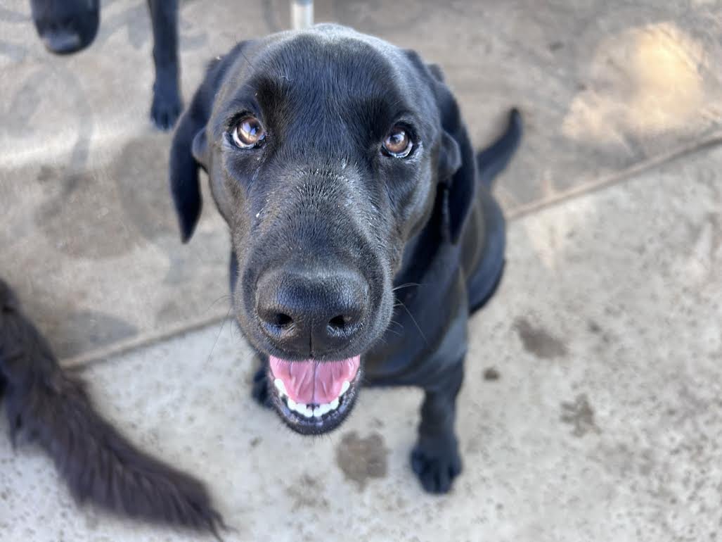 BLOSSOM - Labrador Retriever available for adoption
