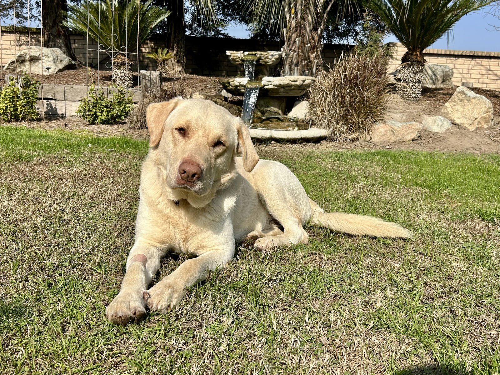 CASE - Labrador Retriever available for adoption