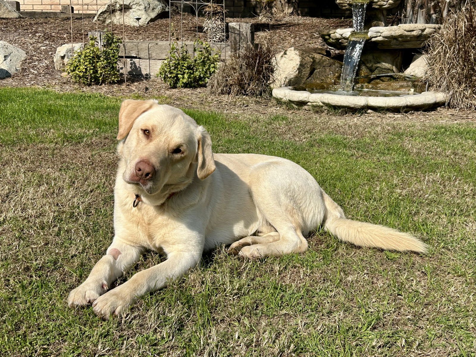 CASE - Labrador Retriever available for adoption