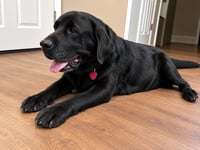 Sullivan - Photo 3