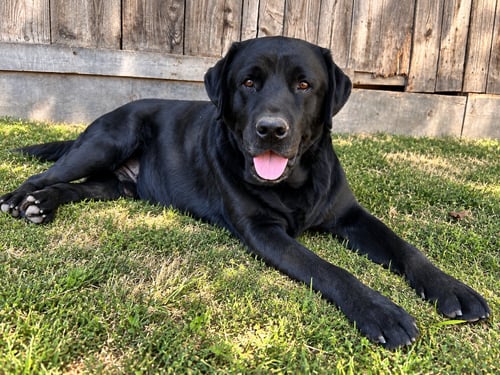 SULLIVAN - Labrador Retriever for adoption in Fresno