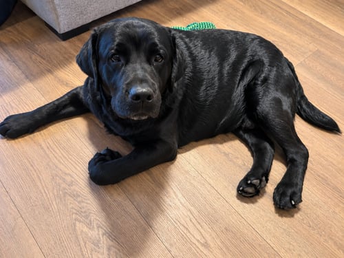 SULLIVAN - Labrador Retriever available for adoption