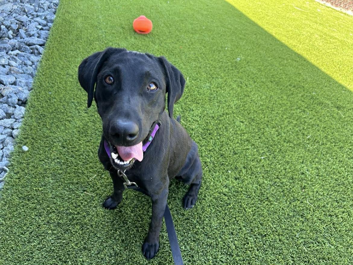 GIDGET - Labrador Retriever available for adoption