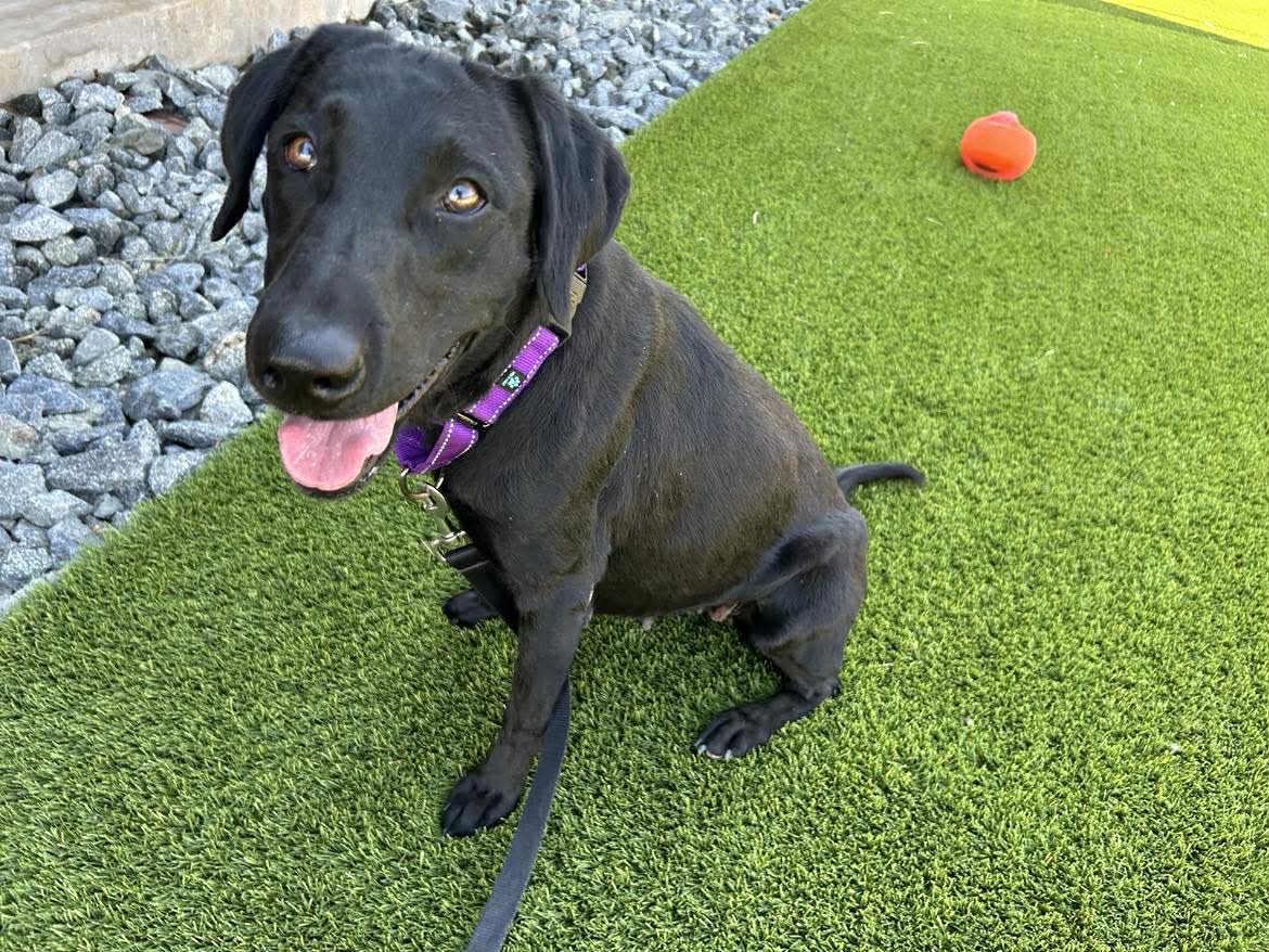 GIDGET - Labrador Retriever available for adoption