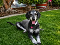 Charlie - Photo 1