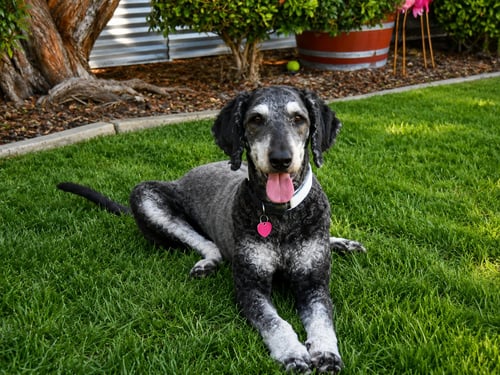 CHARLIE - Poodle (Standard) / Bernese Mountain Dog for adoption in Fresno