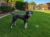 Charlie - Photo 2