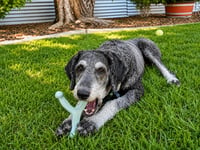 Charlie - Photo 3