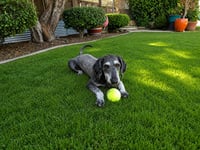 Charlie - Photo 4