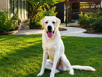 Chico - Photo 1