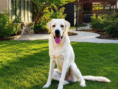 CHICO - Labrador Retriever for adoption in Fresno