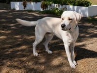 Chico - Photo 3