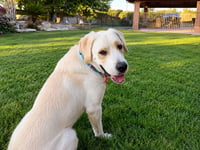 Chico - Photo 2