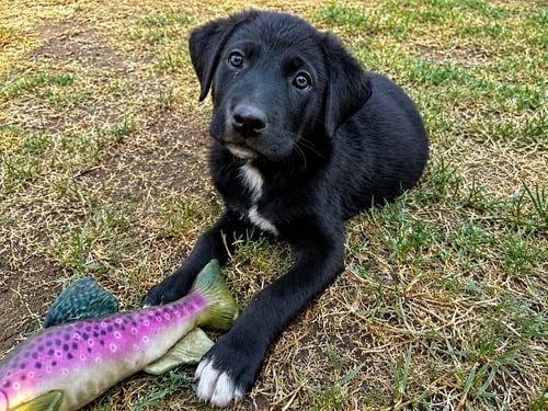 LEGEND, WONDER, JACKSON, BARRY, PRINCE, MARVIN, TE - Labrador Retriever for adoption in Fresno
