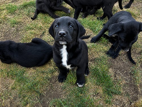 LEGEND, WONDER, JACKSON, BARRY, PRINCE, MARVIN, TE - Labrador Retriever available for adoption