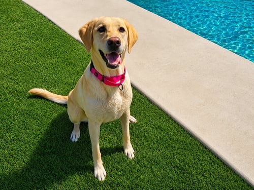SANDI - Labrador Retriever available for adoption