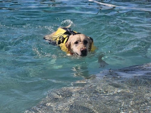 SANDI - Labrador Retriever available for adoption