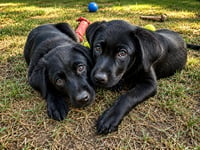 Ella and Olivia - Photo 1