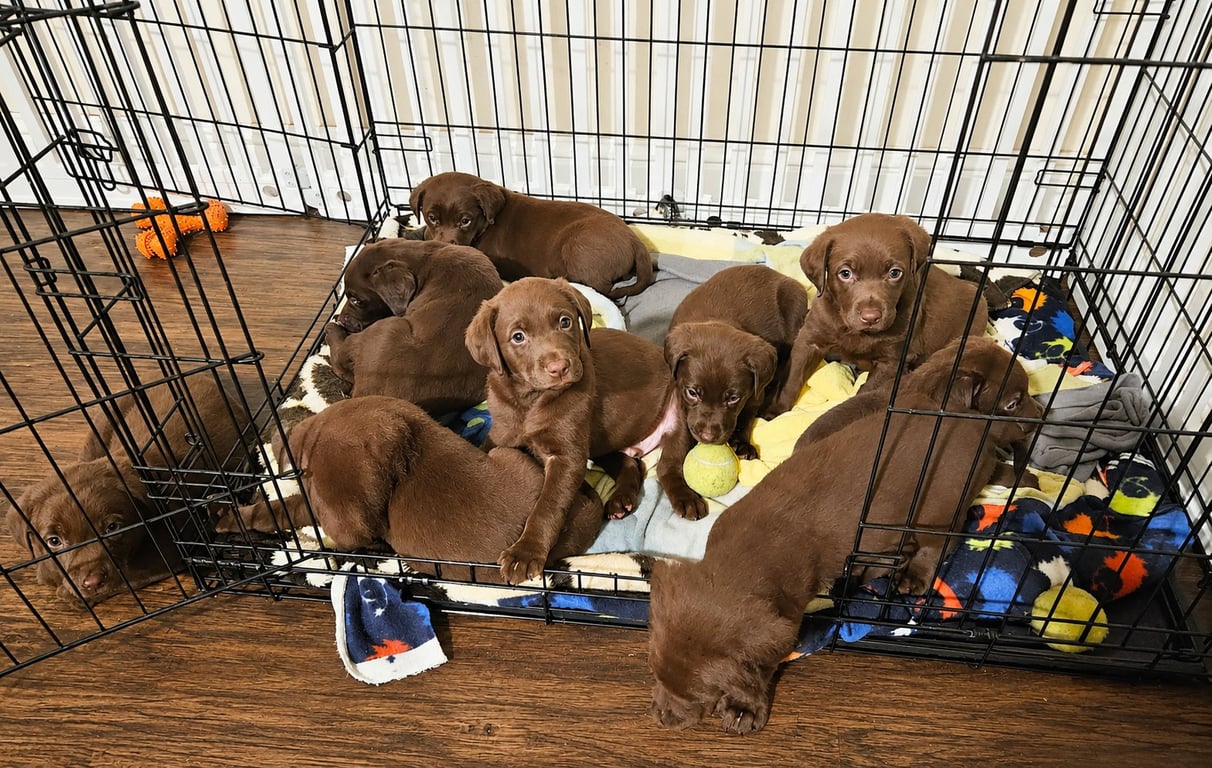 Jester, Joker, Pockets, Calvin, Bart & Rascal Image