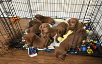 Jester, Joker, Pockets, Calvin, Bart & Rascal - Photo 1