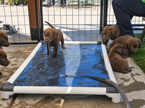JESTER, JOKER, POCKETS, CALVIN, BART & RASCAL - Labrador Retriever available for adoption