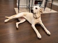 Lacey - Photo 4