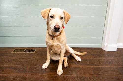 LACEY - Labrador Retriever for adoption in Fresno