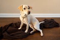 Lacey - Photo 2