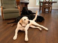 Lacey - Photo 3