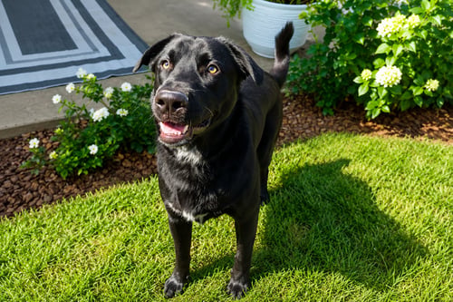 TYSON - Labrador Retriever for adoption in Fresno