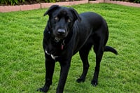 Tyson - Photo 2