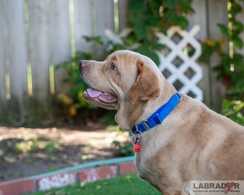 CLIFFORD - Labrador Retriever available for adoption