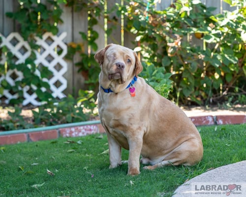 CLIFFORD - Labrador Retriever for adoption in Fresno