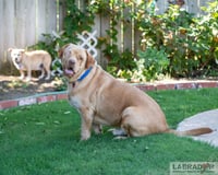 Clifford - Photo 4