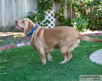 Clifford - Photo 3