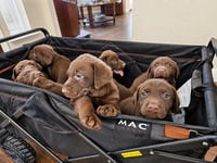 Quinn, April, & Truffles - Photo 1