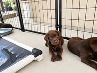 Quinn, April, & Truffles - Photo 2